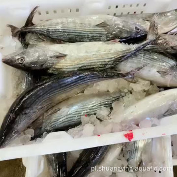 BQF zamrożony całego okrągłego tuńczyka Skipjack dla puszek